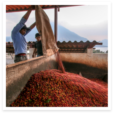 Coffee berries being dumped into large bin at Guatemalan coffee farm
